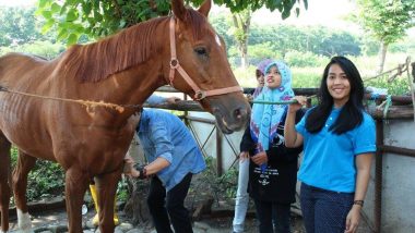 Airlangga Equine Club: Tidak Hanya Belajar Menunggang, Tapi Juga Merawat Kuda