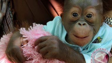Sharp Greenerator adopsi Orangutan Kopral, Shelton, dan Sura