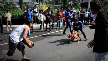 Canine Malang: Memajukan Dunia Anjing di Indonesia