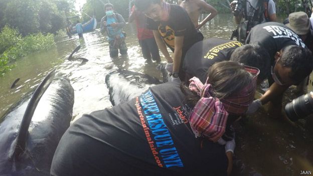 Jakarta Animal Aid Network: Evakuasi Paus Pilot di Probolinggo