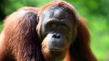 JAAN: Orangutan Marak Diselundupkan, Dibanderol hingga Ratusan Juta
