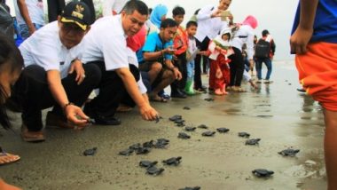 Komunitas Peduli Penyu Lepas 100 Tukik di Pesisir Pantai Pekik Nyaring
