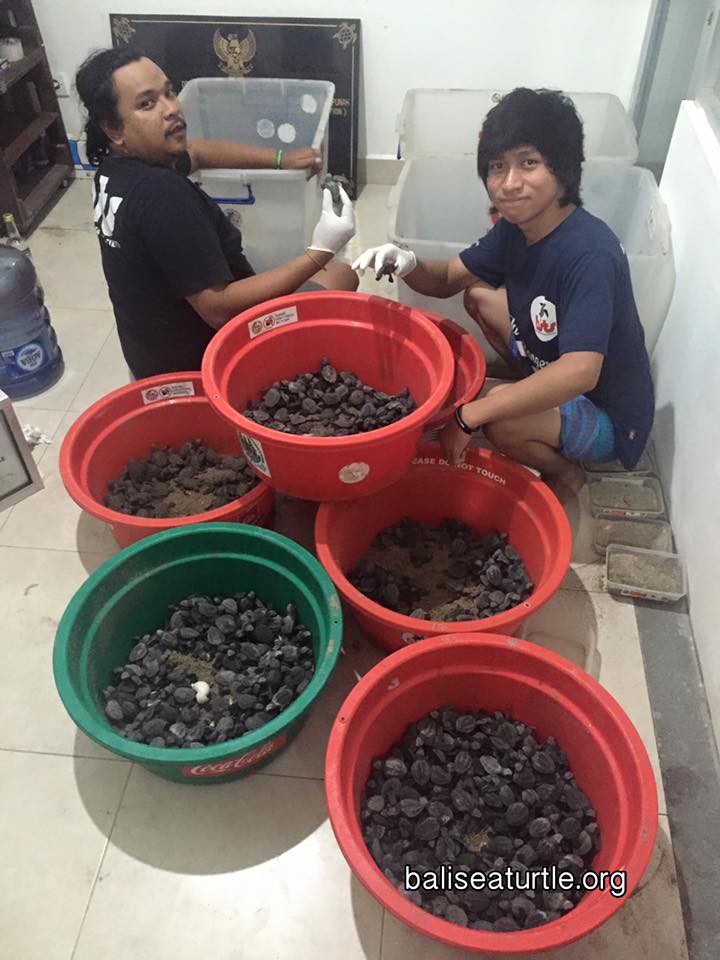 Bali Sea Turtle Society: Masa Depan Penyu, Masa Depan Kami