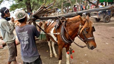 Gili Carriage Horse Support Network: Sayangi dan Lindungi Para Kuda Beban di Gili
