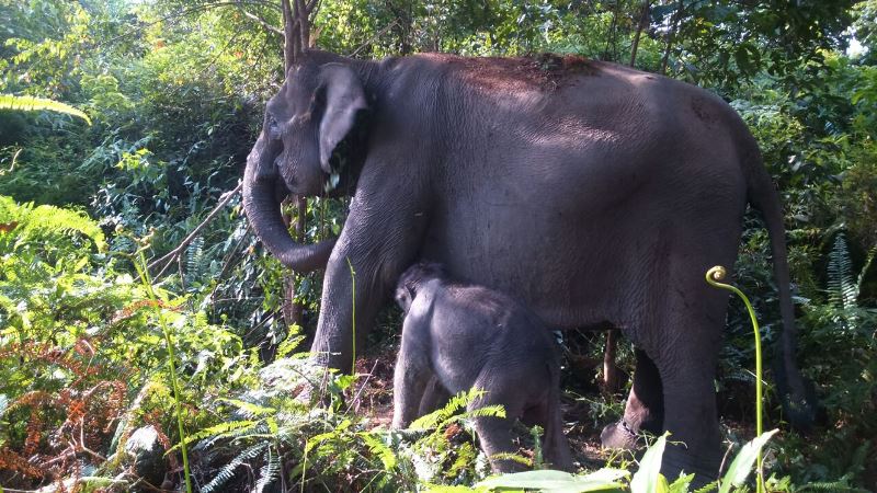 Komunitas Peduli Gajah Galang Dana Atasi Konflik Satwa dengan Manusia