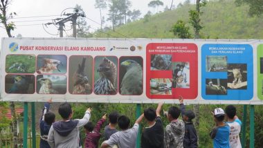 Pusat Konservasi Elang Kamojang: Upayakan Peningkatan Populasi Elang di Penjuru Indonesia
