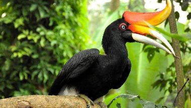 Gorontalo Biodiversity Forum: Puisi Untuk Kampanye Burung Migran di Gorontalo