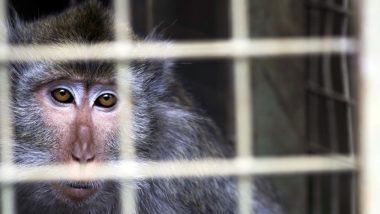 Akhirnya, 22 Individu Monyet Ekor Panjang Itu Pulang ke Alam