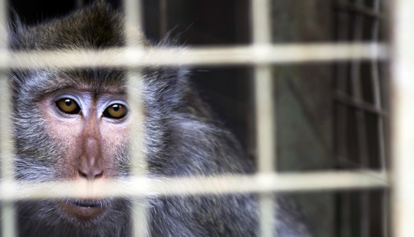 Akhirnya, 22 Individu Monyet Ekor Panjang Itu Pulang ke Alam