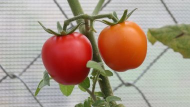 Langkah-langkah Stek Tunas Air Tomat