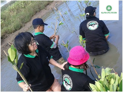 KeMANGTEER Semarang dan STT Harvest Tanam 500 Mangrove di Mangunharjo
