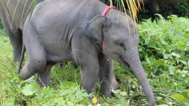 Indonesia Elephant: Dukung Gajah Sang Insyinyur Alam