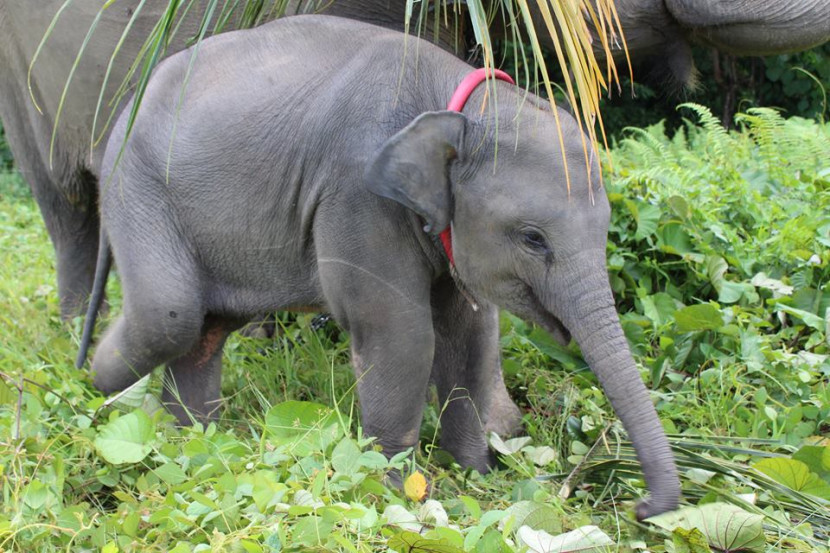 Indonesia Elephant: Dukung Gajah Sang Insyinyur Alam