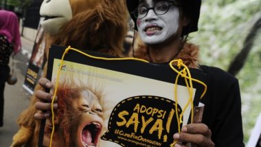 The Borneo Orang utan Survival Foundation; Lestarikan Orang Utan