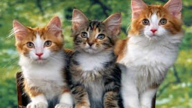 Kucing Ponco; Komunitas Pecinta Kucing Semua Ras