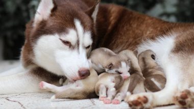 Cara Merawat Induk Anjing Dan Anak Anjing Pasca Melahirkan (Bagian 2)