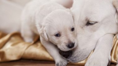 Cara Merawat Induk Anjing Dan Anak Anjing Pasca Melahirkan (Bagian 1)