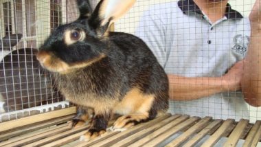 Surabaya Rabbit Club; Komunitas Para Penghobi Kelinci di Surabaya