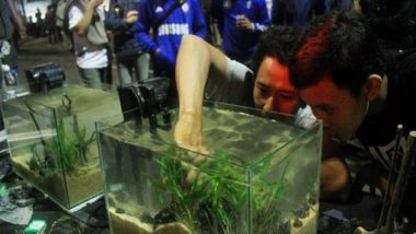 Komunitas Aquascape Semarang; Berbagi Informasi Keterampilan Membentuk Ekosistem Di Aquarium