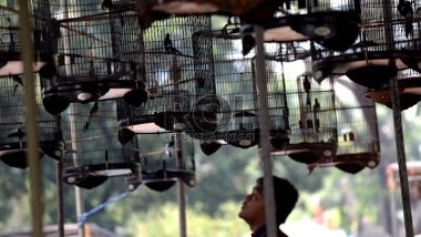 Kicau Mania Kota Palu Gelar Kontes Burung Berkicau Perebutkan Piala Brothoor Bird Clup (BBC)