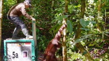 Yayasan BOS Bebaskan Enam Ekor Orangutan ke Hutan untuk Adaptasi