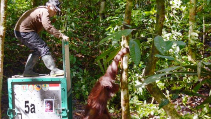 Yayasan BOS Bebaskan Enam Ekor Orangutan ke Hutan untuk Adaptasi