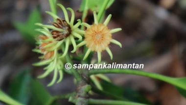 SAMPAN Kalimantan: Berus Mata Buaya Mangrove Langka Ditemukan di Bentang Pesisir Padang Tikar