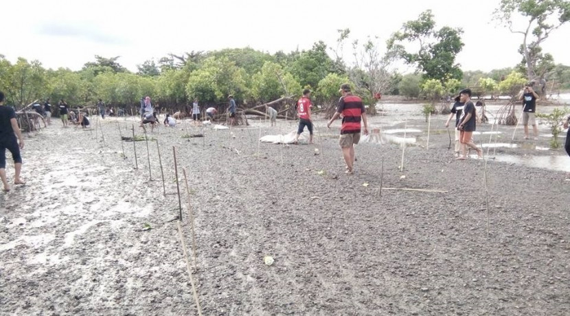 Save Pesisir Pantai Luwu, BEM Fakultas Kehutanan Unanda Tanam 500 Mangrove