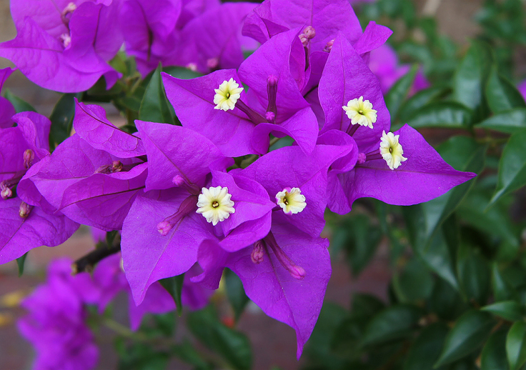 Percantik Halaman Rumahmu Dengan Warna Warni Bunga Bugenvil