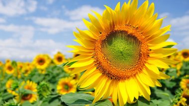 Tips Budidaya Bunga Matahari Dengan Hasil Optimal