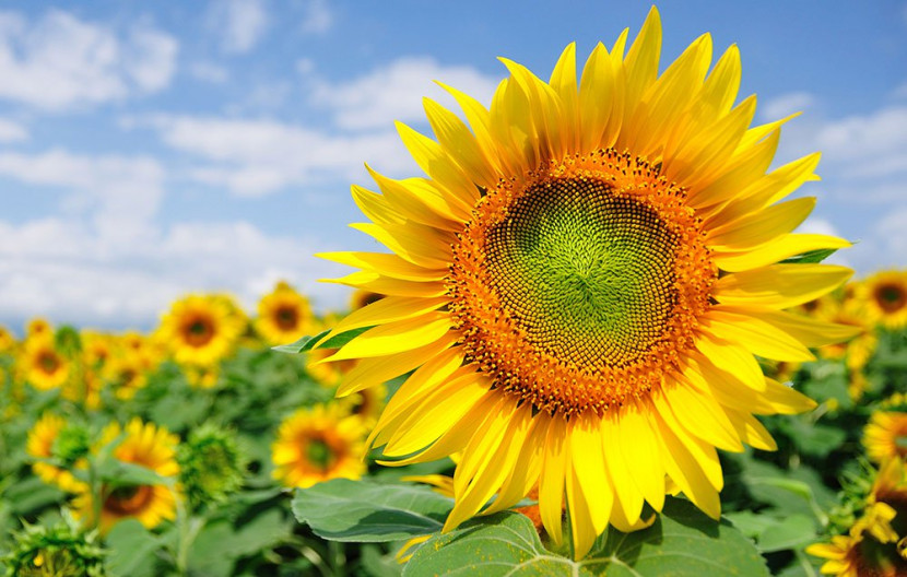 Tips Budidaya Bunga Matahari Dengan Hasil Optimal