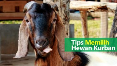 6 Tips Memilih Hewan Ternak Yang Layak Untuk Berkurban
