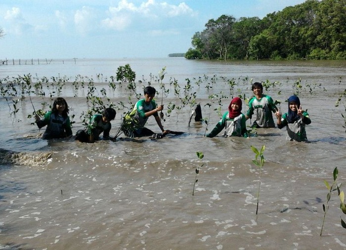 40 Komunitas Lakukan Aksi Tanam 9.000 Pohon Bakau Di Pantai Desa Pasir