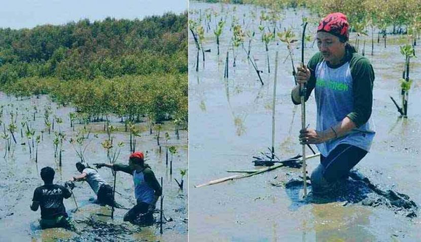 Rayakan Hari Pohon, SINTALARAS Makassar Tanam 2000 Mangrove di Pesisir Untia