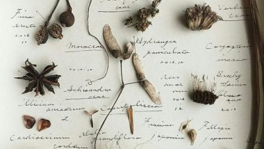 Cara Membuat Herbarium dari Komunitas Untuk Jogja