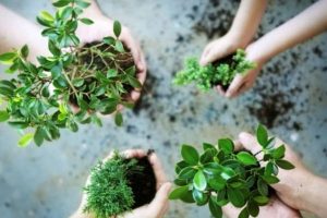 Cara Membuat Biopori dari Komunitas Peduli Bumi