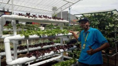 Gang Hijau, Komunitas Pegiat Urban Farming Pertama di Jakarta