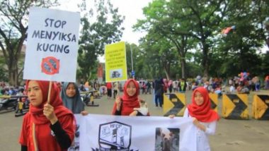Komunitas Hero For Cats Palembang, Stop Menyiksa Kucing