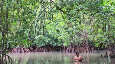 Komunitas Pecinta Lingkungan Jayapura, Tanam Mangrove di Teluk Youtefa