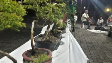 Komunitas pamerkan bonsai tanaman endemik di Mentok